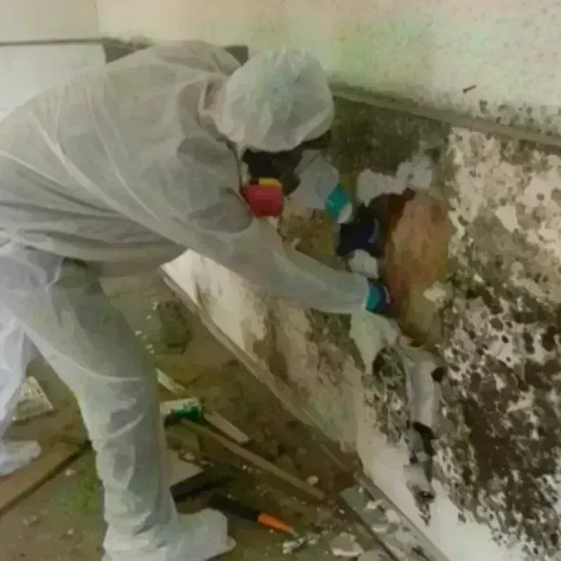 Mold Remediation and Removal in Upper Brookville, NY